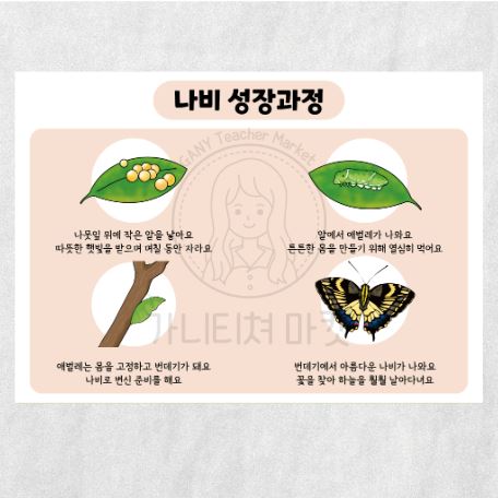 나비의 성장과정 포스터